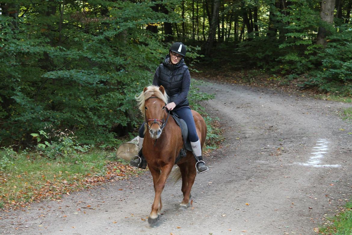 Islænder Vá Fra Arnakke billede 8