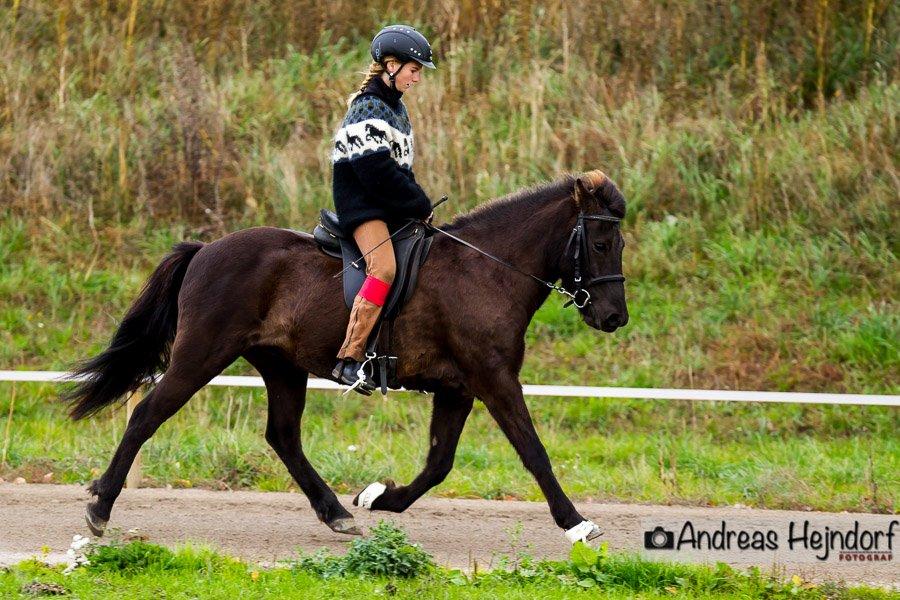 Islænder SVALA FRA ANNERUP (Svalte) - Trav til Tvisturs klubstævne 2013, som hun fik 5 for, dyyygtig lille babyhest billede 3