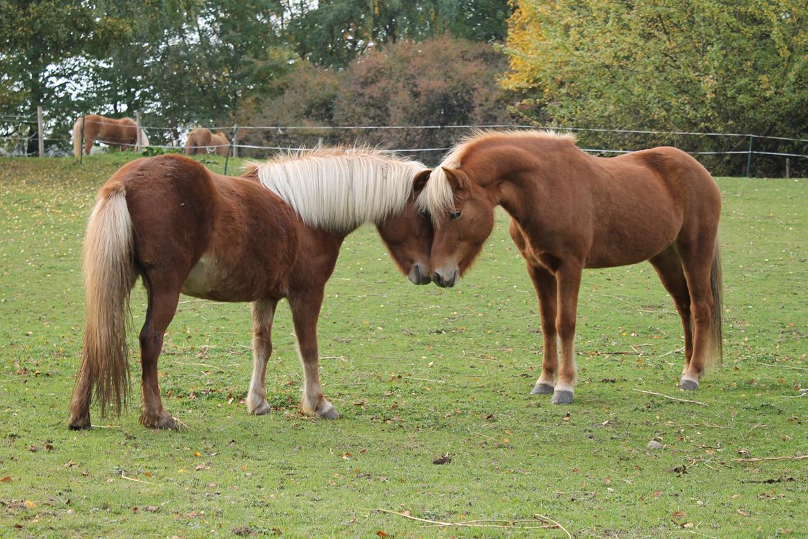 Islænder Vá Fra Arnakke billede 9