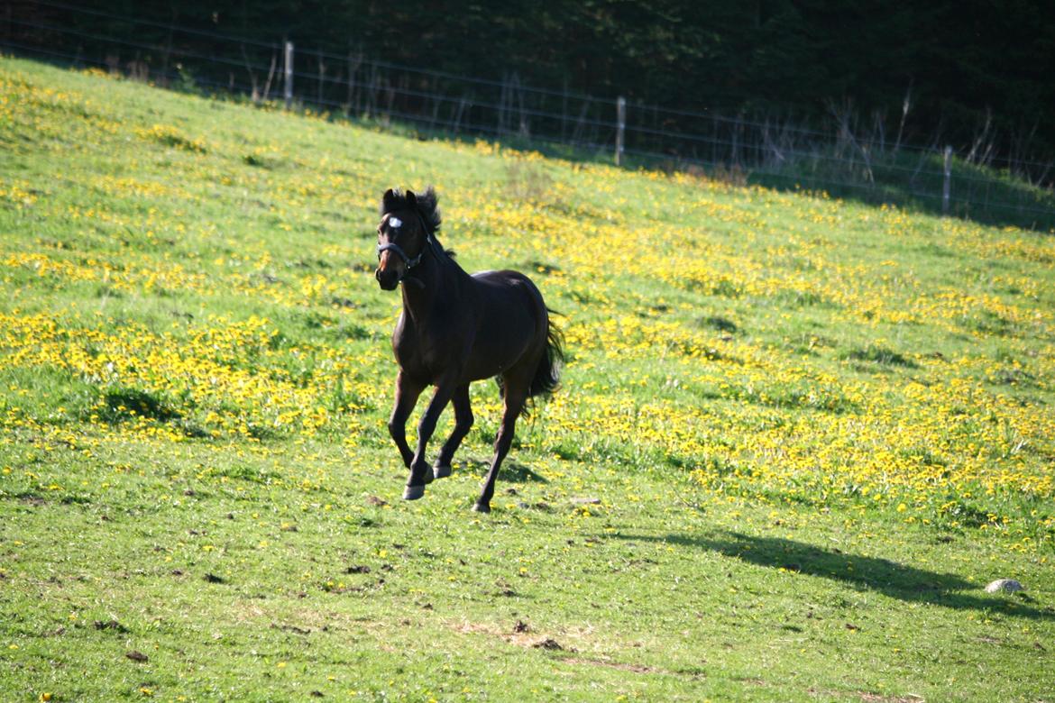 Welsh Pony (sec B) Korreborg's Sonny Boy " SOLGT" :( - Savner dig sådan! <3 billede 19