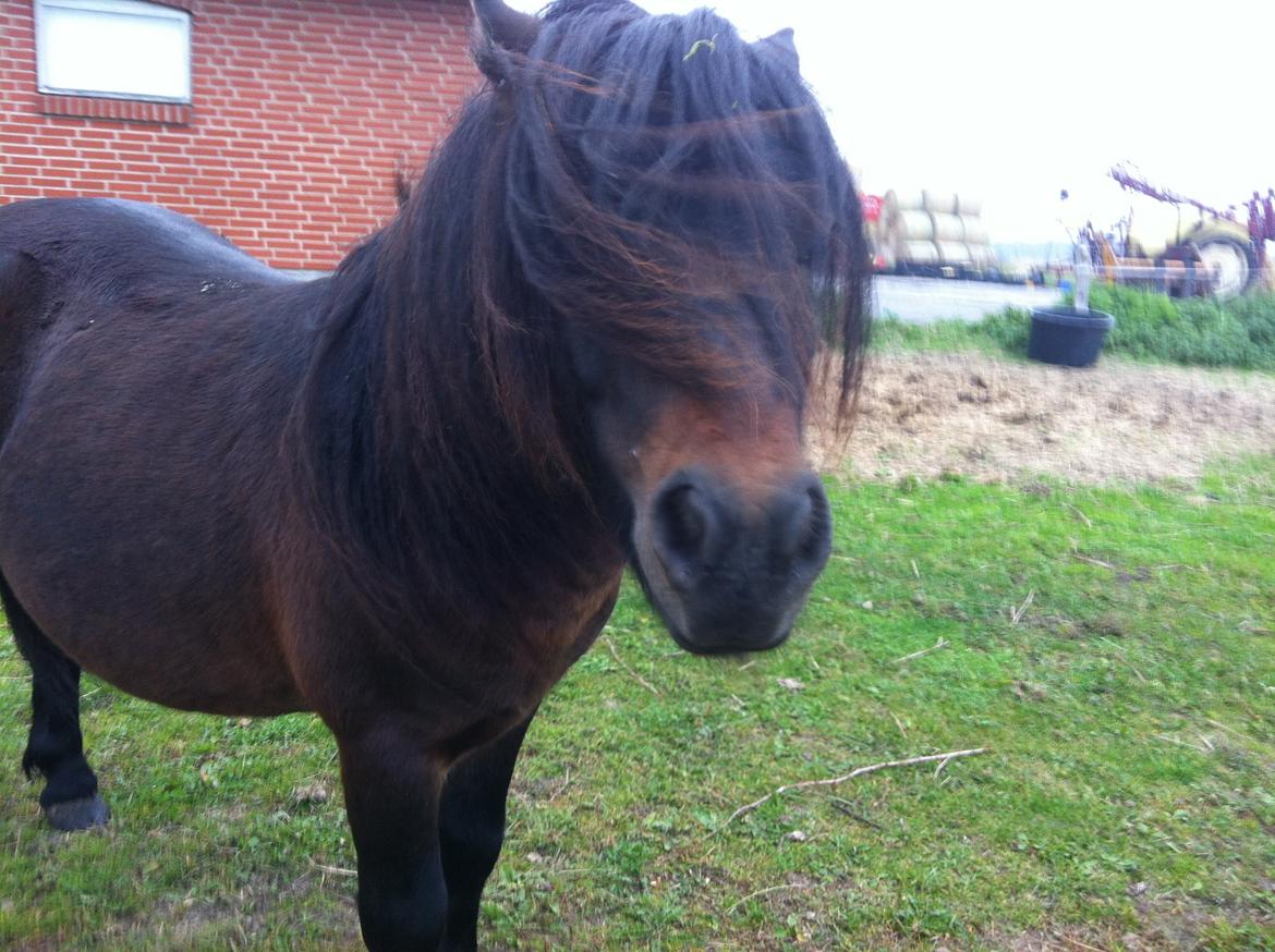 Shetlænder Dalbo´s Warrior - Walle manden <3 - Oktober 2013 billede 32