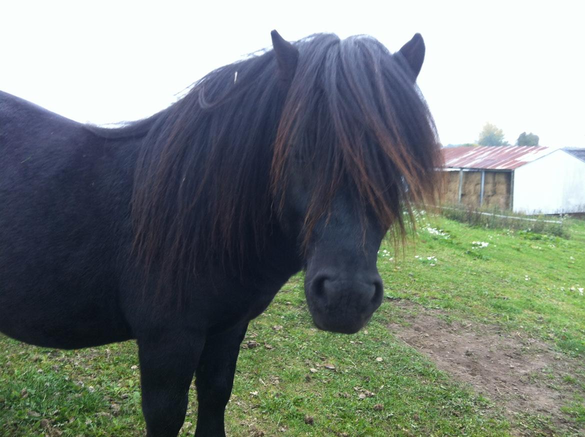 Shetlænder Ejstrups Payback - Basse <3 - Oktober 2013 billede 42