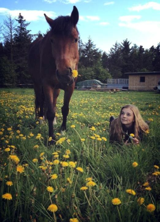 New Forest Angelina Bay -Drømmeponyen- billede 1