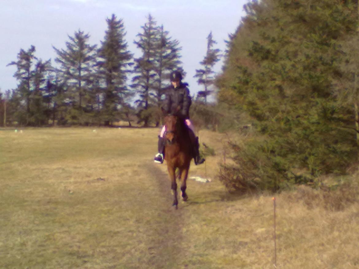 New Forest Angelina Bay -Drømmeponyen- - Da jeg var ude og prøve hende <3 billede 12