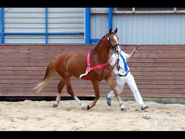 Frederiksborg Vejvads Chanel - Lige et billede jeg har stjålet fra ejer fra kåringen :-) billede 3