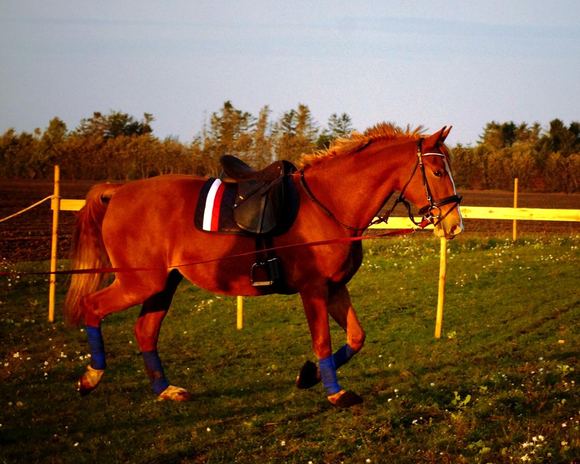 Frederiksborg Vejvads Chanel billede 21