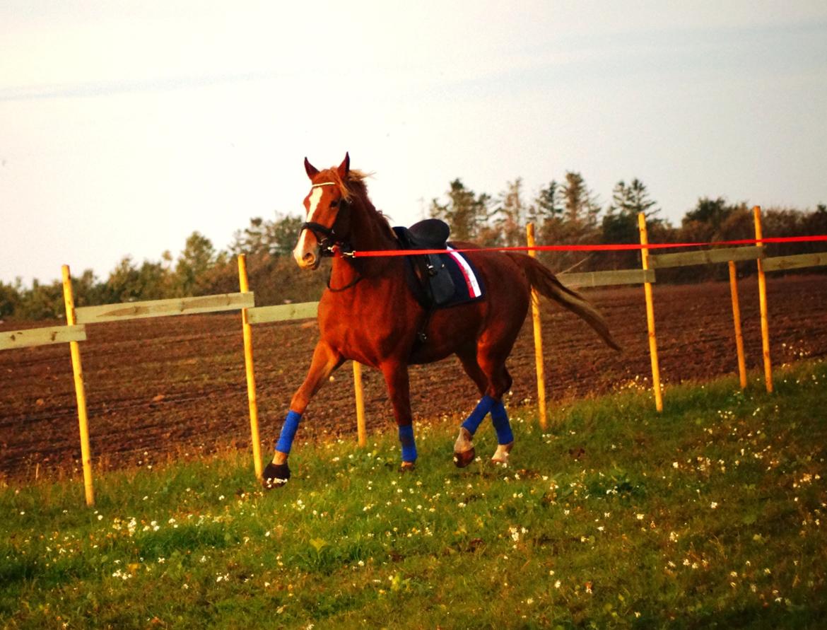 Frederiksborg Vejvads Chanel billede 22