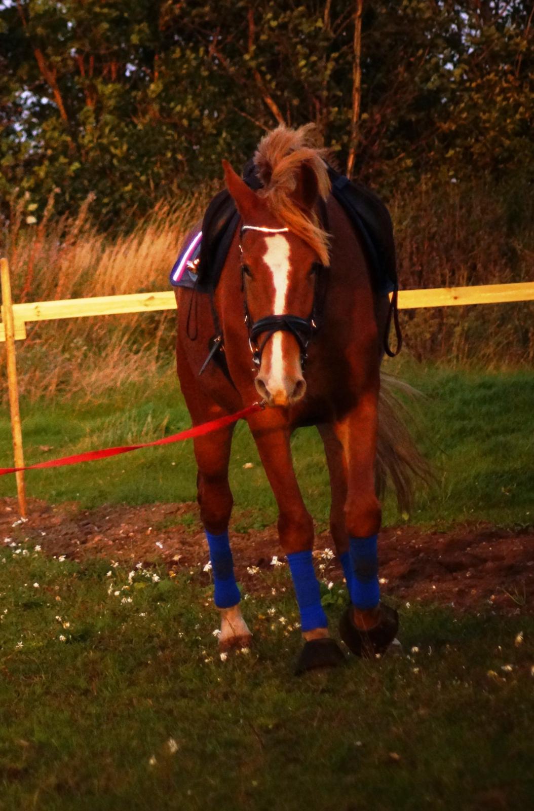 Frederiksborg Vejvads Chanel billede 23