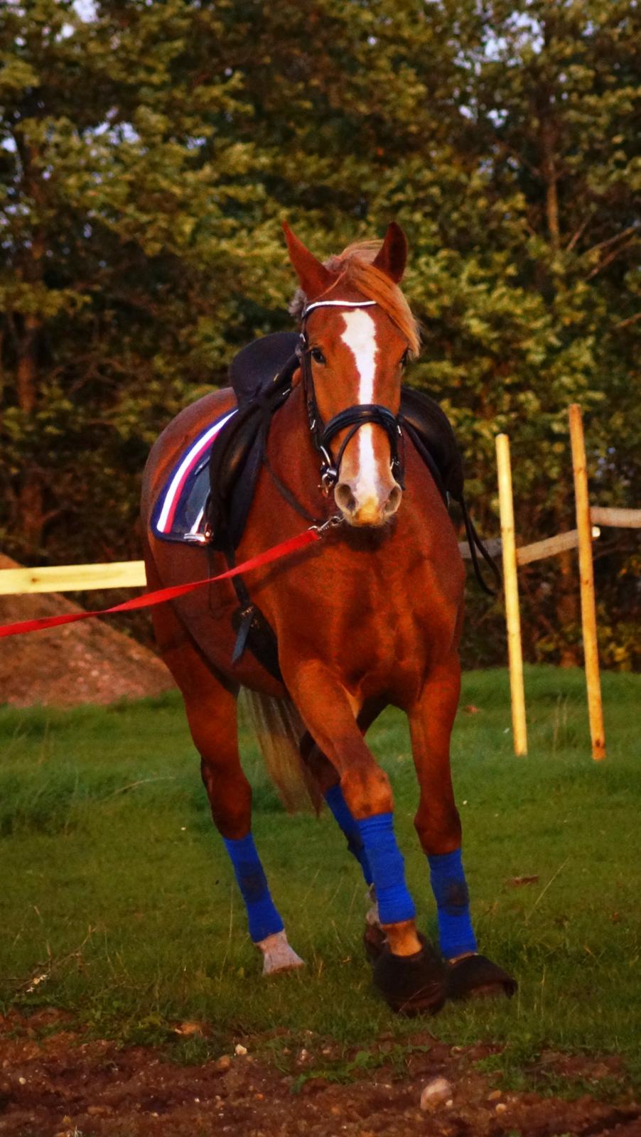 Frederiksborg Vejvads Chanel billede 24