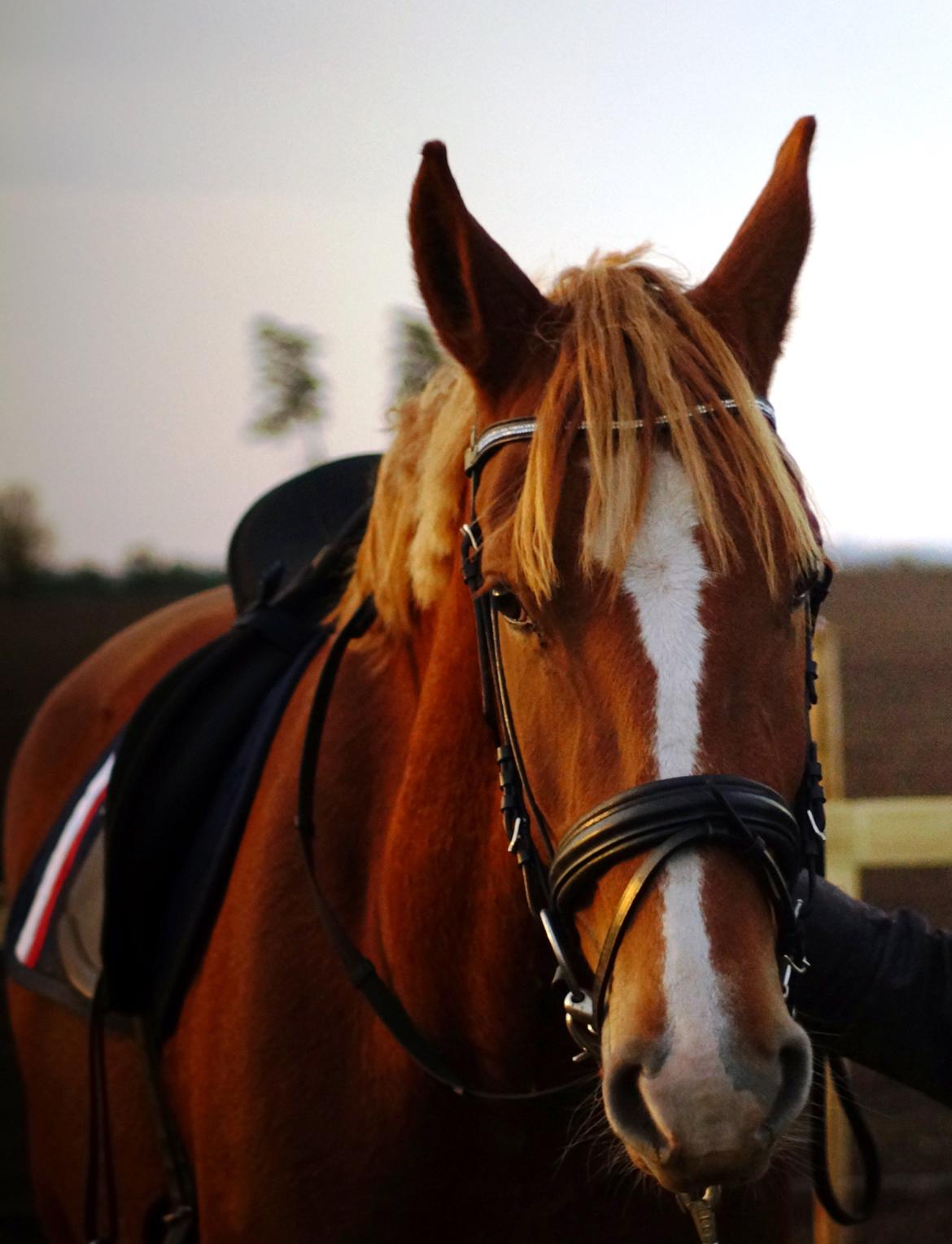 Frederiksborg Vejvads Chanel billede 27