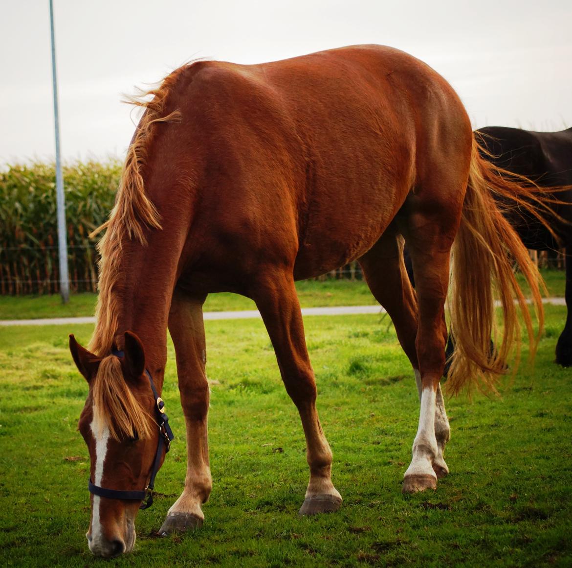 Frederiksborg Vejvads Chanel billede 28