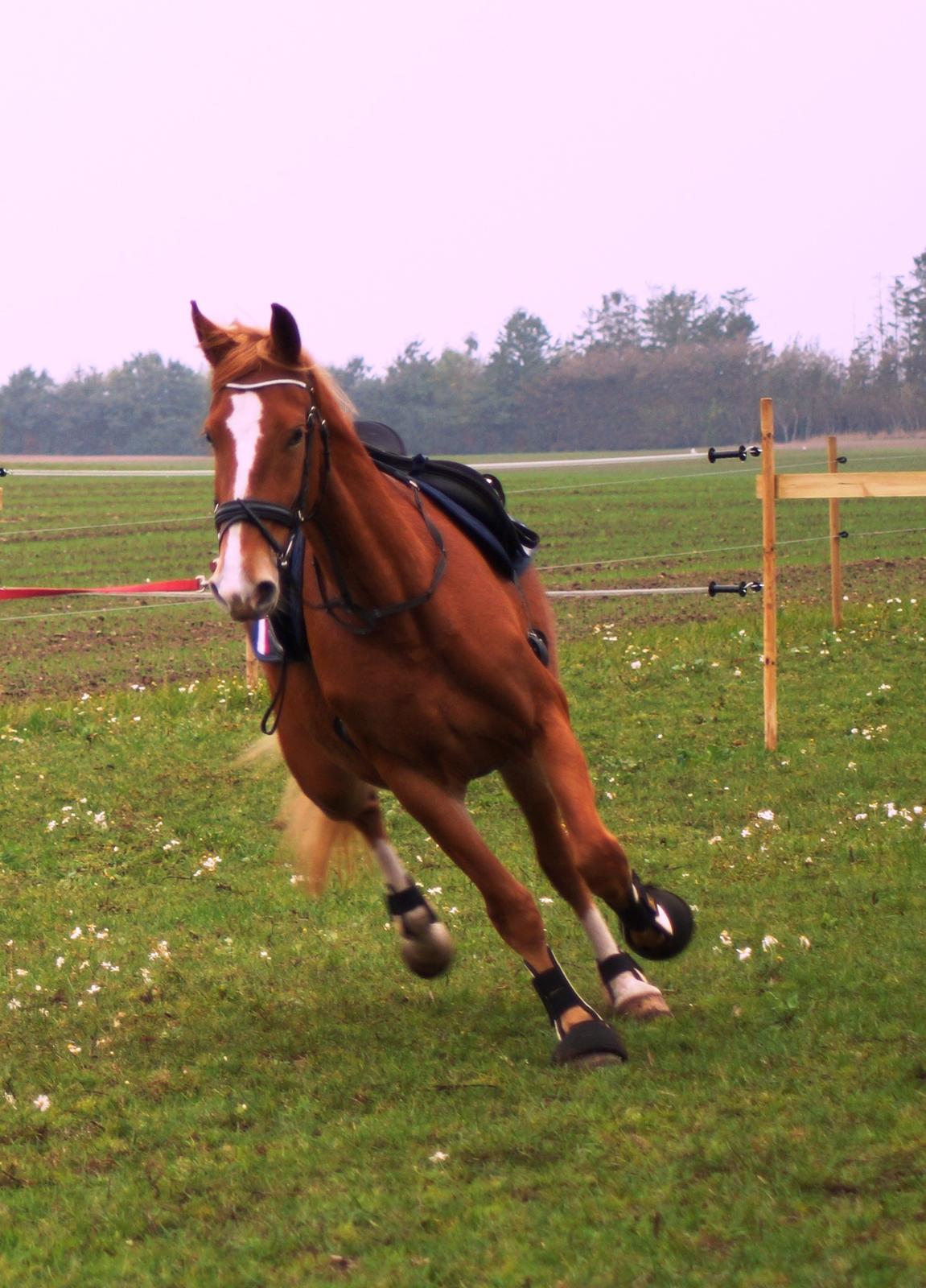 Frederiksborg Vejvads Chanel billede 29