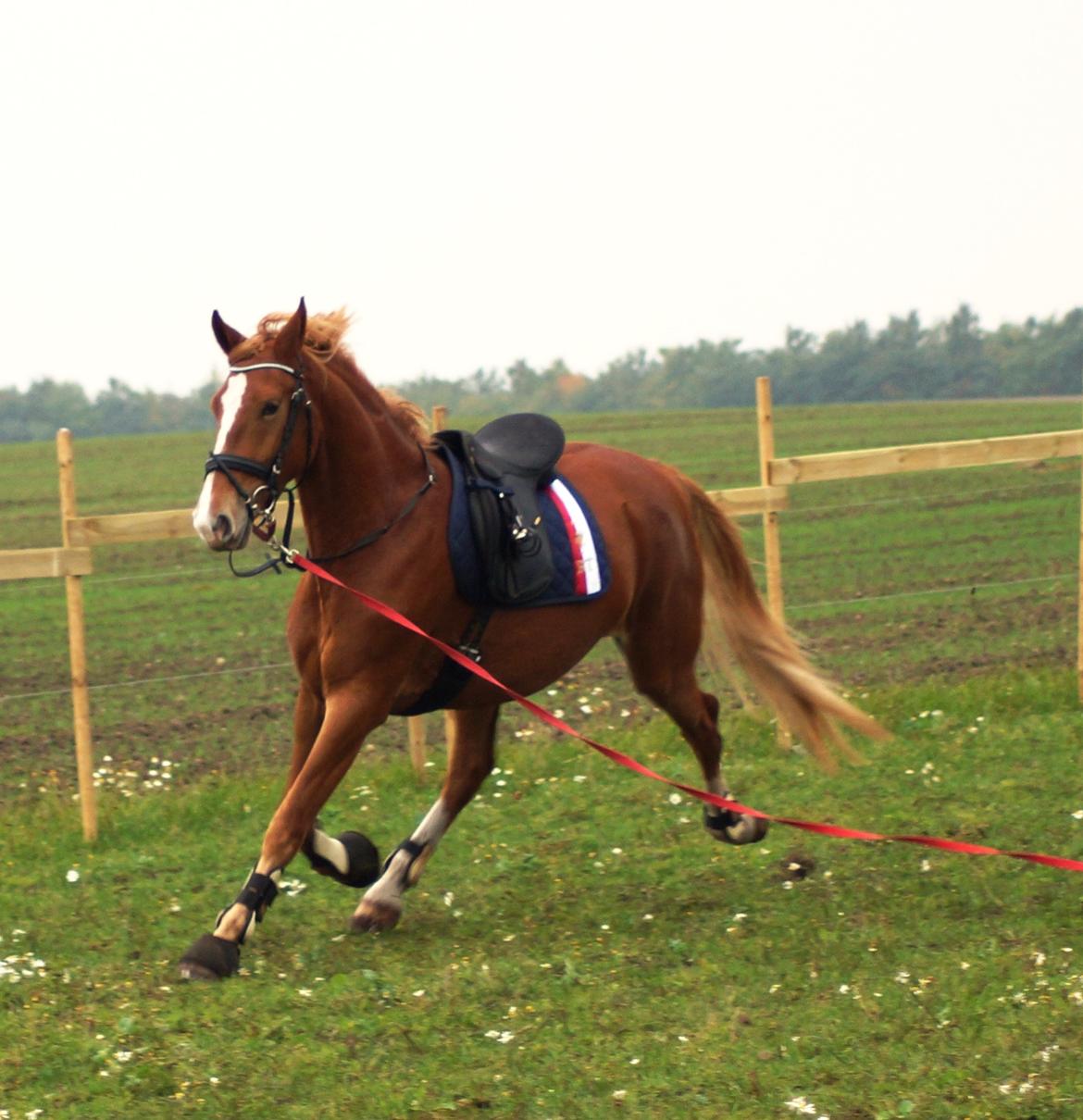 Frederiksborg Vejvads Chanel billede 32
