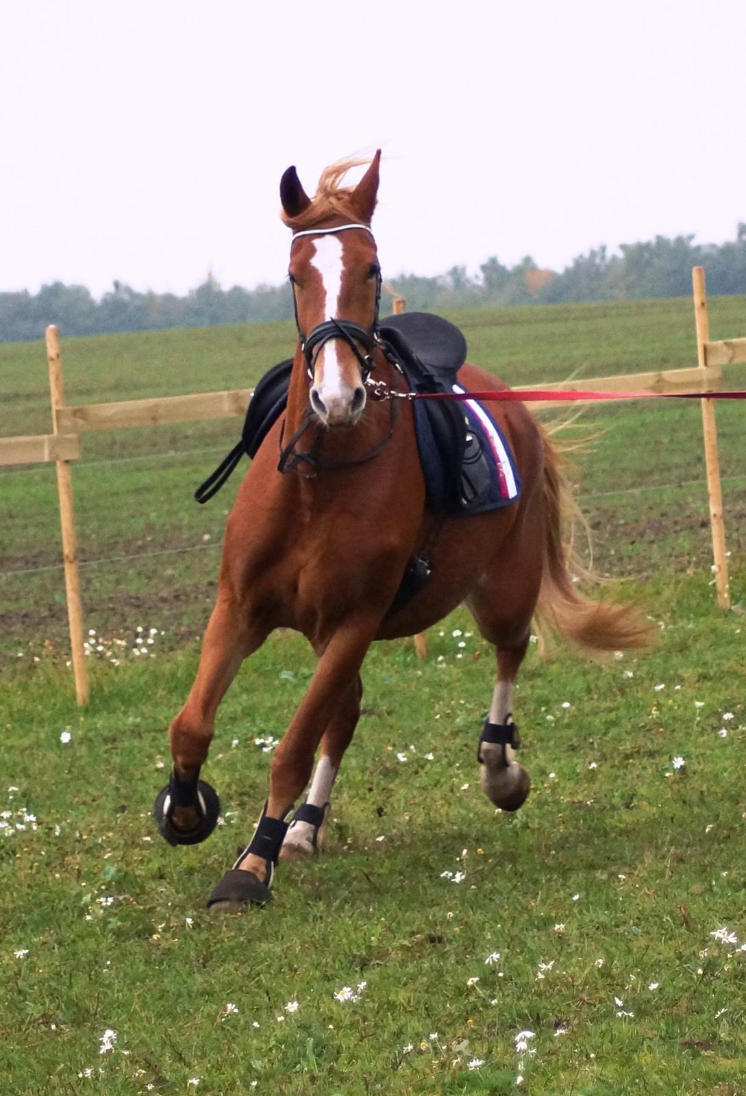 Frederiksborg Vejvads Chanel billede 33