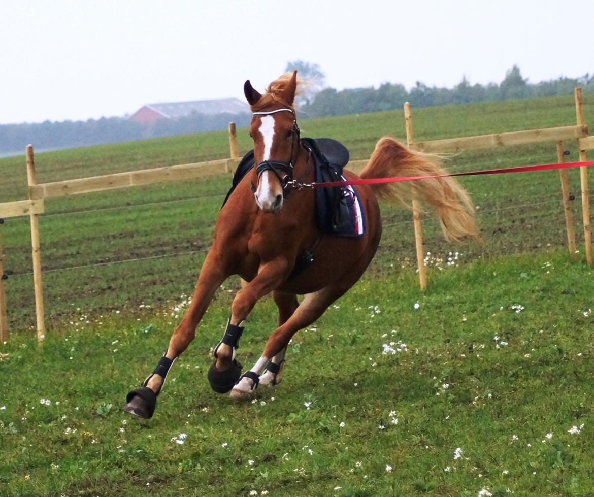 Frederiksborg Vejvads Chanel billede 20