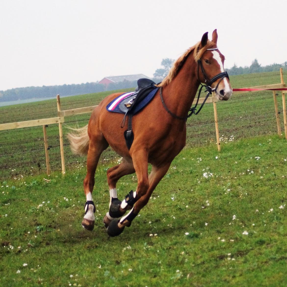 Frederiksborg Vejvads Chanel billede 34