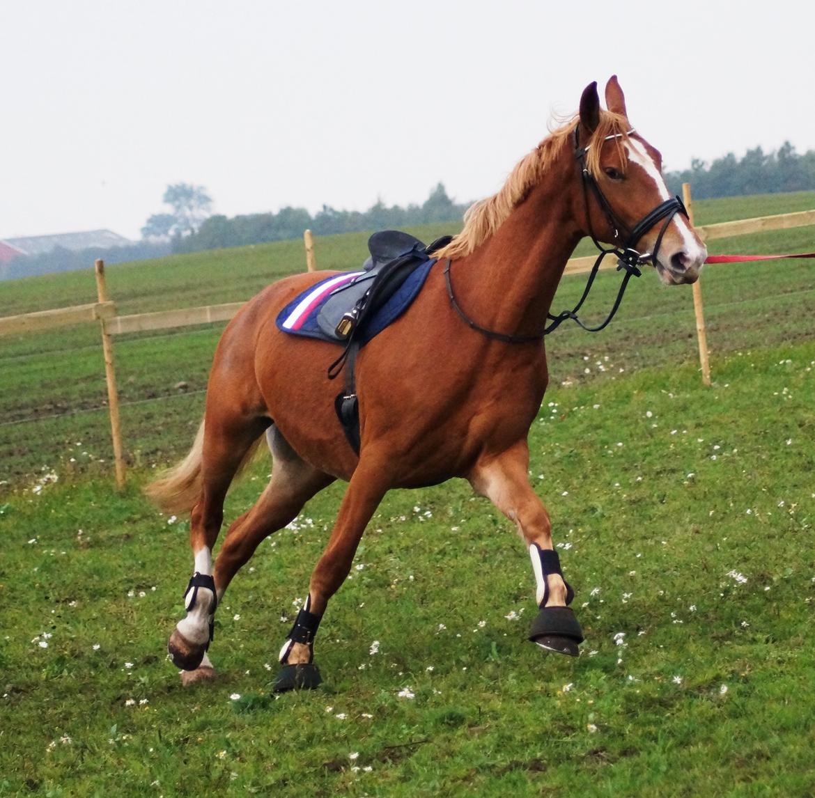 Frederiksborg Vejvads Chanel billede 35