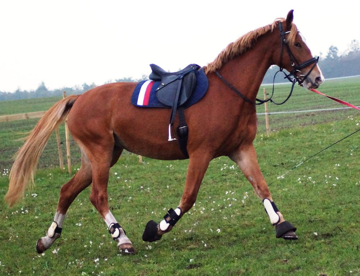 Frederiksborg Vejvads Chanel billede 36