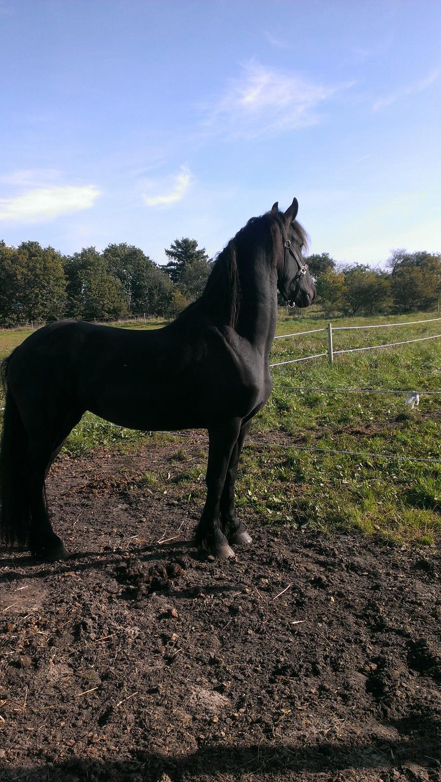 Frieser Doutzen . - Kigger på de åbne vidder .. billede 1