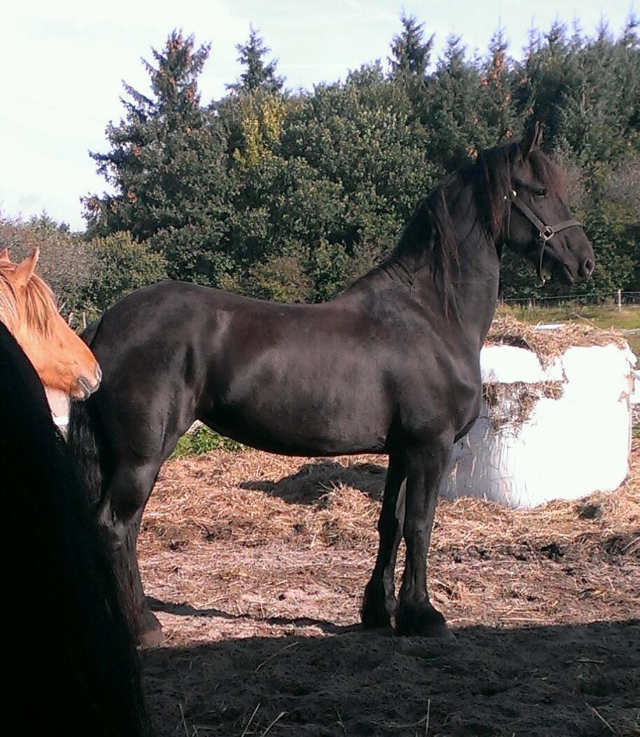 Frieser Doutzen . billede 2