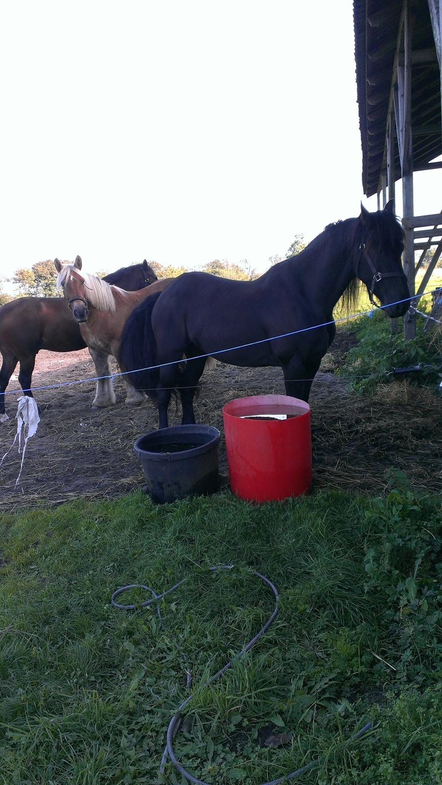 Frieser Doutzen . - Passer på vandet :-) , billede 3