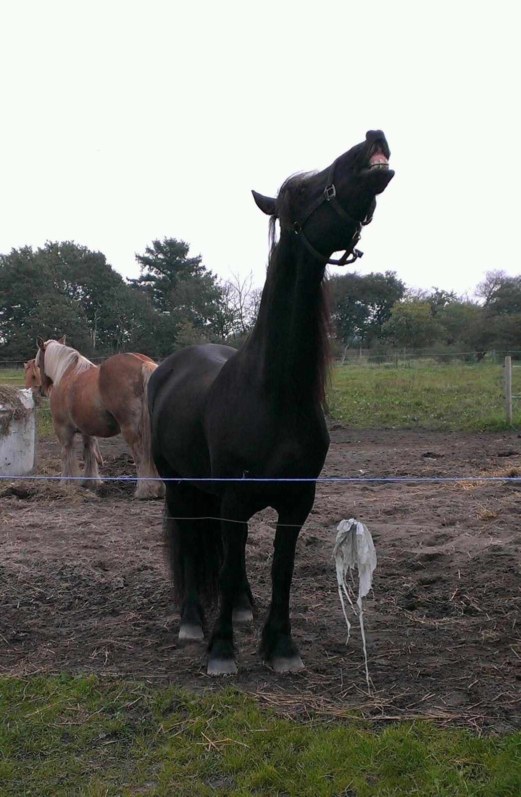 Frieser Doutzen . billede 4