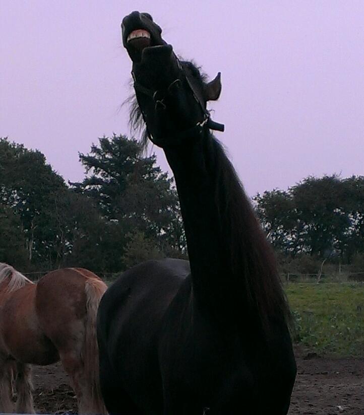 Frieser Doutzen . - Gaab . billede 5