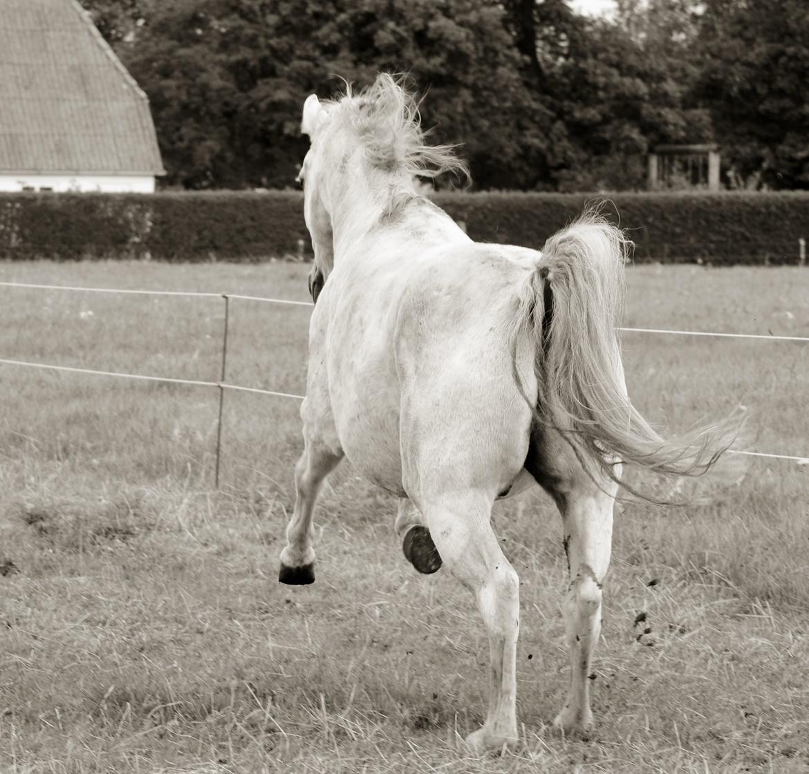 Anden særlig race Moonlight - "A horse is peotry in motion" billede 6