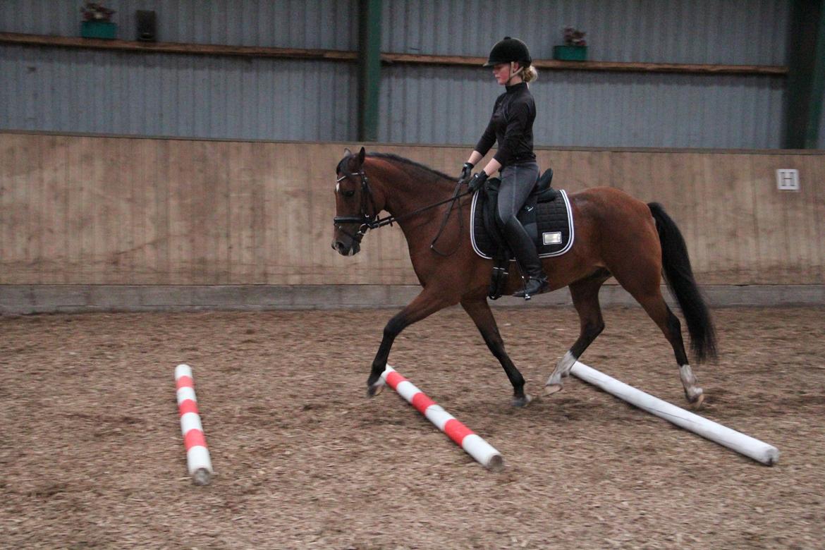 New Forest Fly billede 16