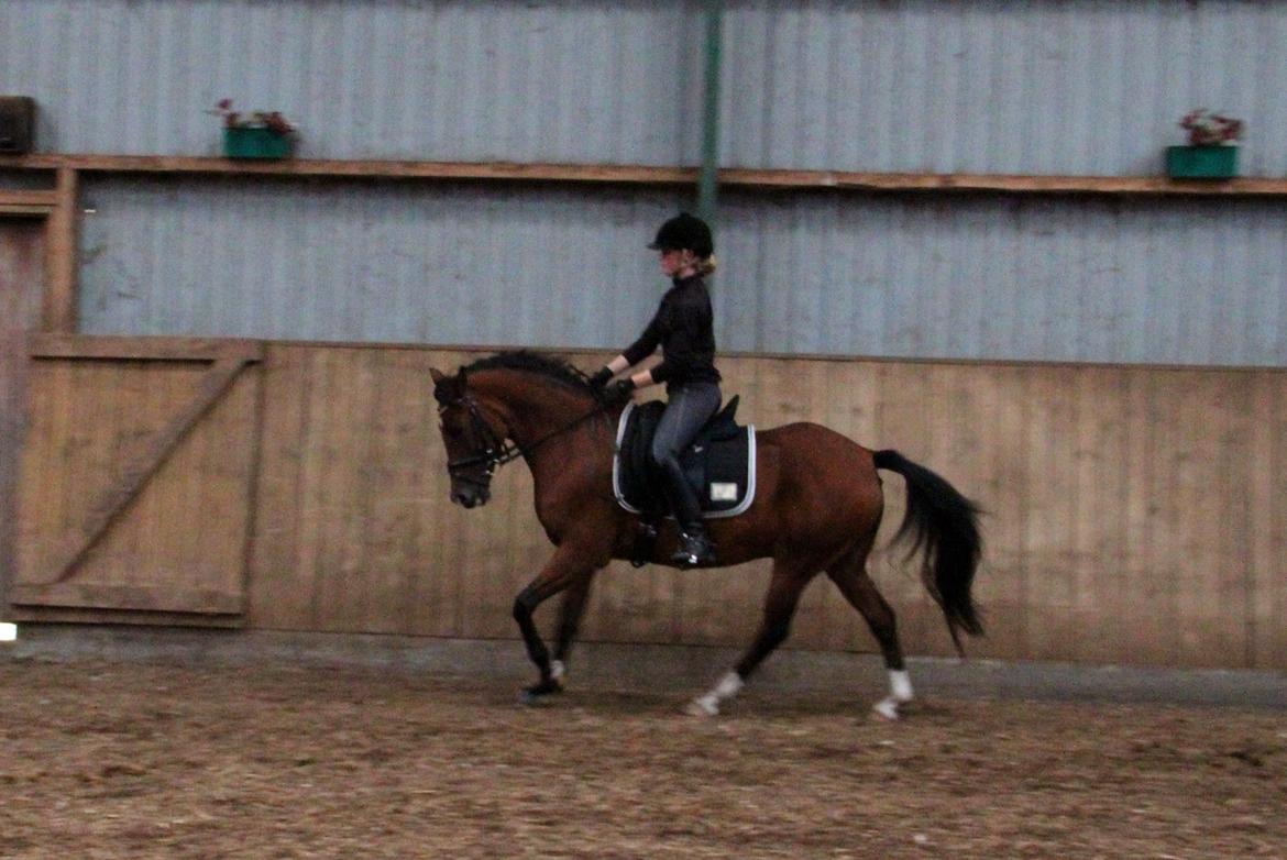 New Forest Fly billede 21