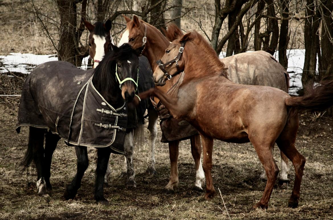 Anden særlig race | Galina Desire billede 49