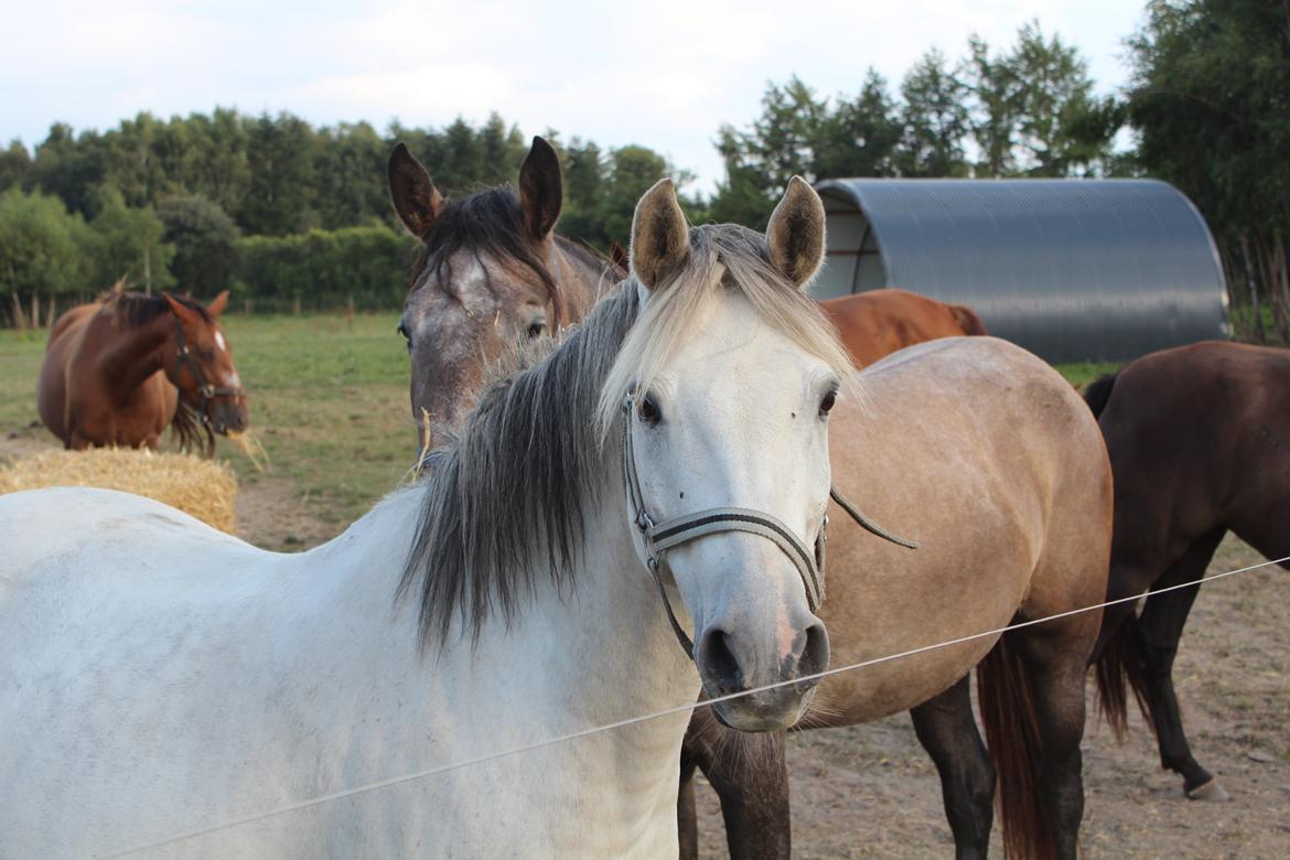 Tysk Sportspony Labello billede 3