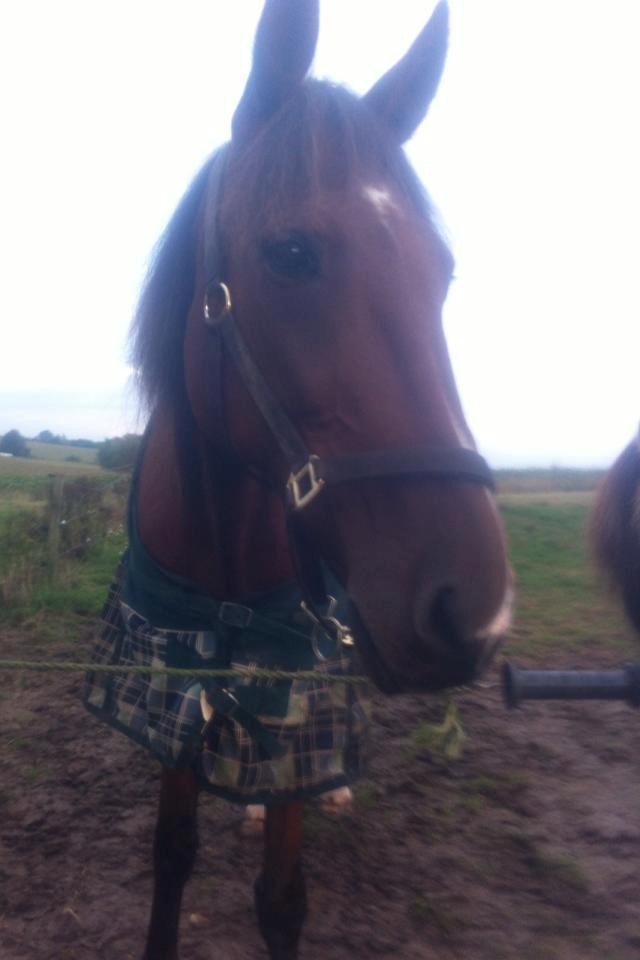 Traver Zensei. - Så lææækker han dog er!:) billede 4