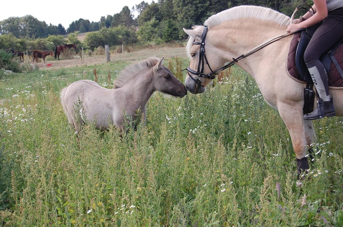 Fjordhest Røskva billede 8