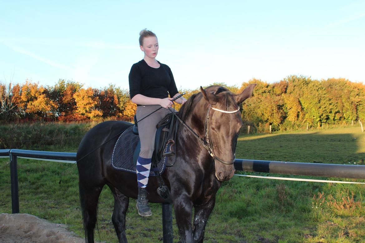 Anden særlig race Gipsy billede 2