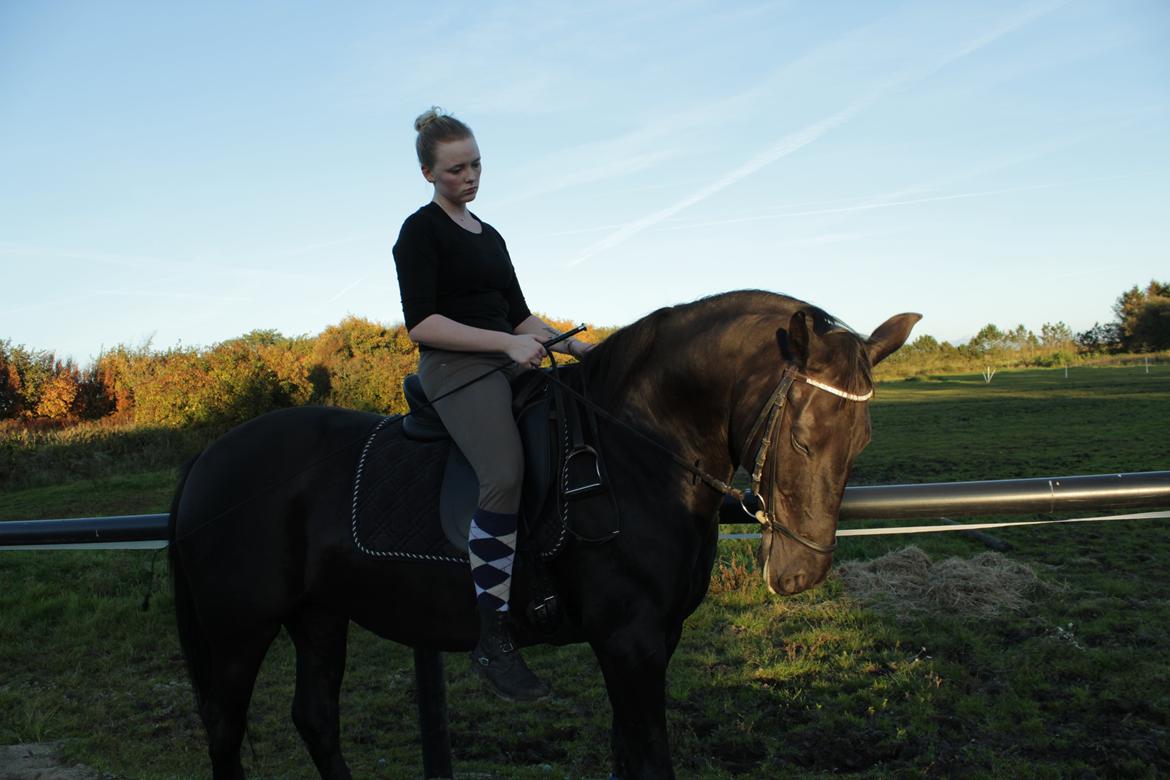 Anden særlig race Gipsy billede 3