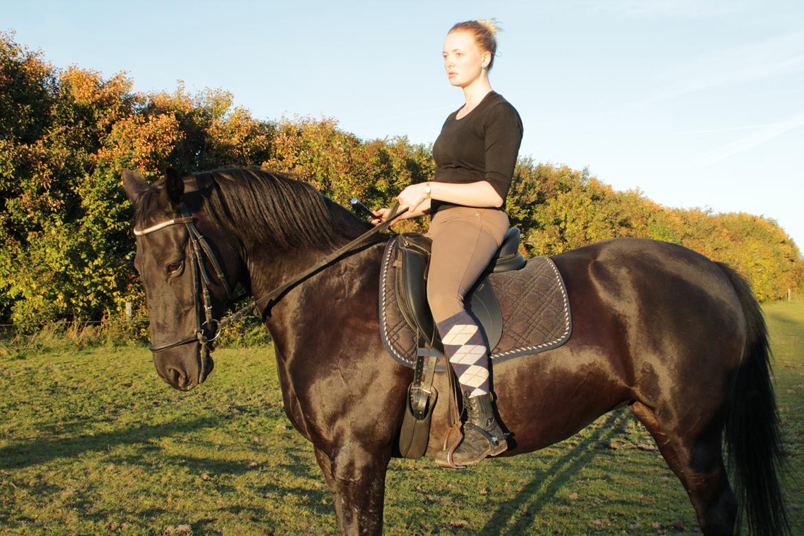 Anden særlig race Gipsy billede 4