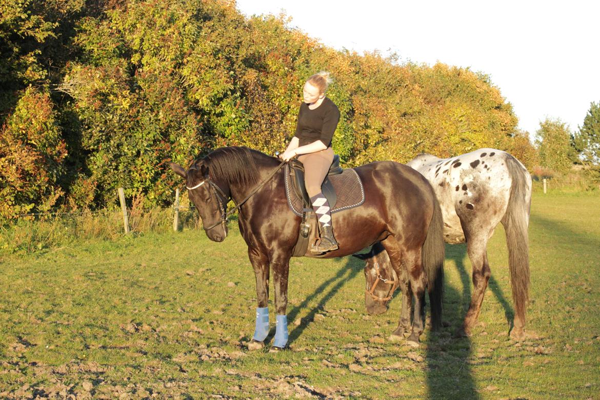 Anden særlig race Gipsy billede 5