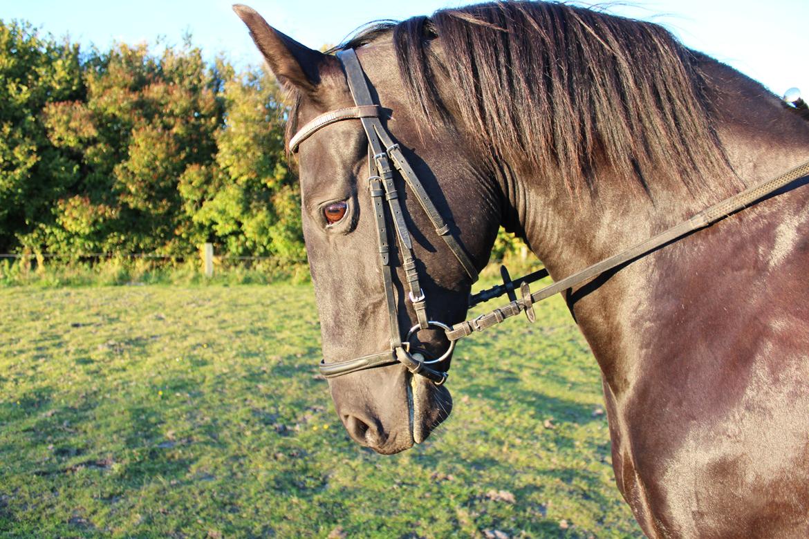 Anden særlig race Gipsy billede 6