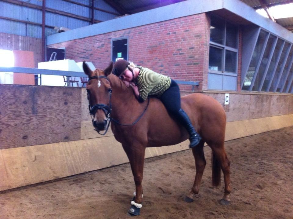 Dansk Varmblod Maxin - Dette billede vandt vi den lokale "Årets Land & Fritid Hest 2013" med :) billede 16