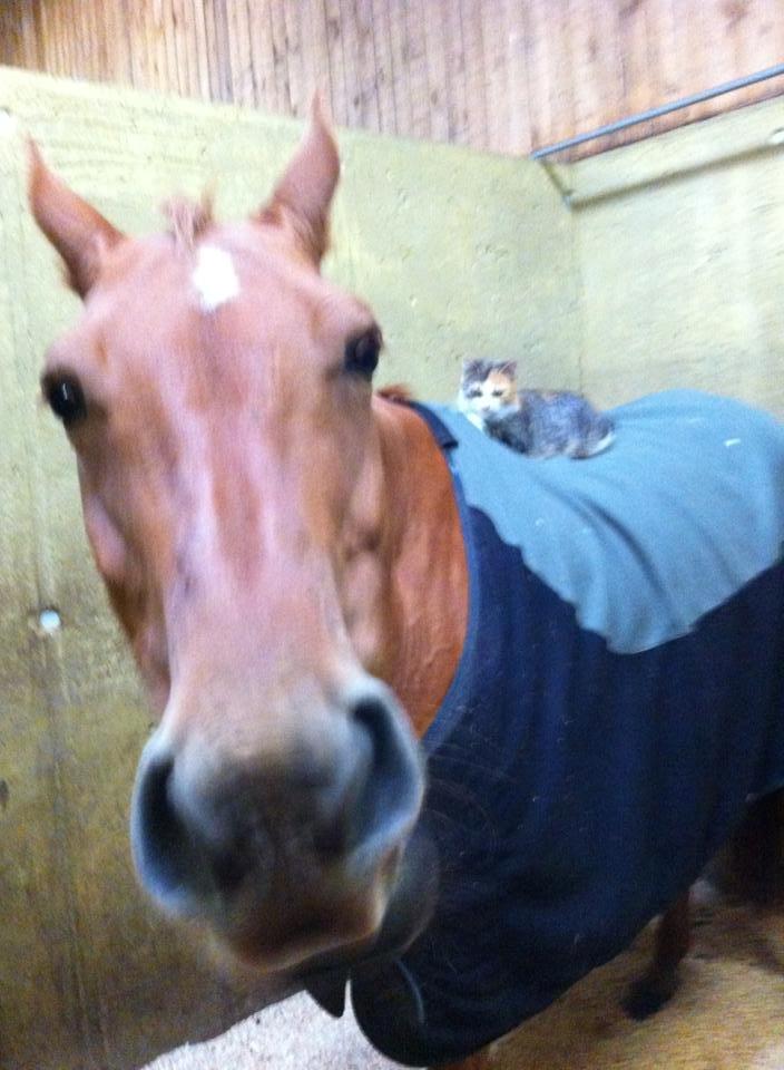 Dansk Varmblod Maxin - Tossehest.. hygger med staldkatten og spiser hø ;) billede 17