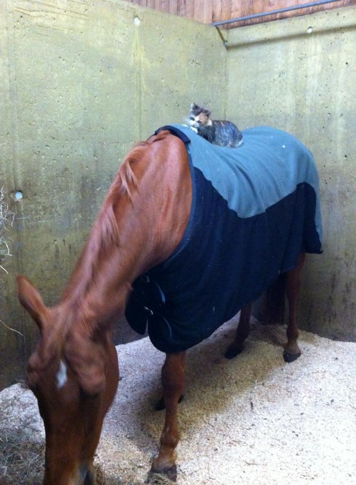 Dansk Varmblod Maxin - Total meget staldhygge..
Maxin og Mifi = best friends!! billede 18