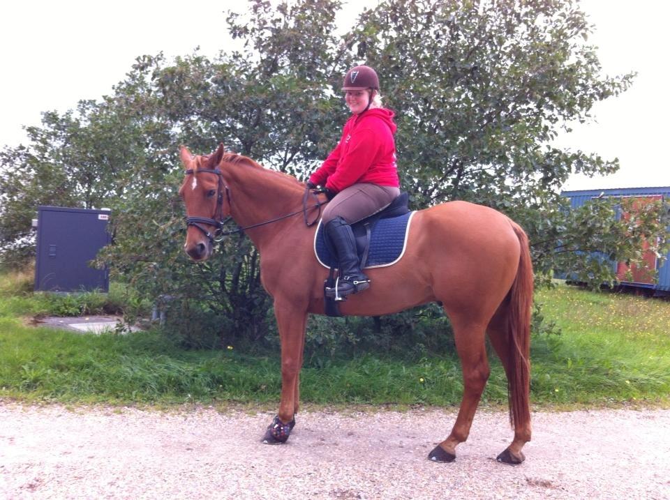 Dansk Varmblod Maxin billede 19