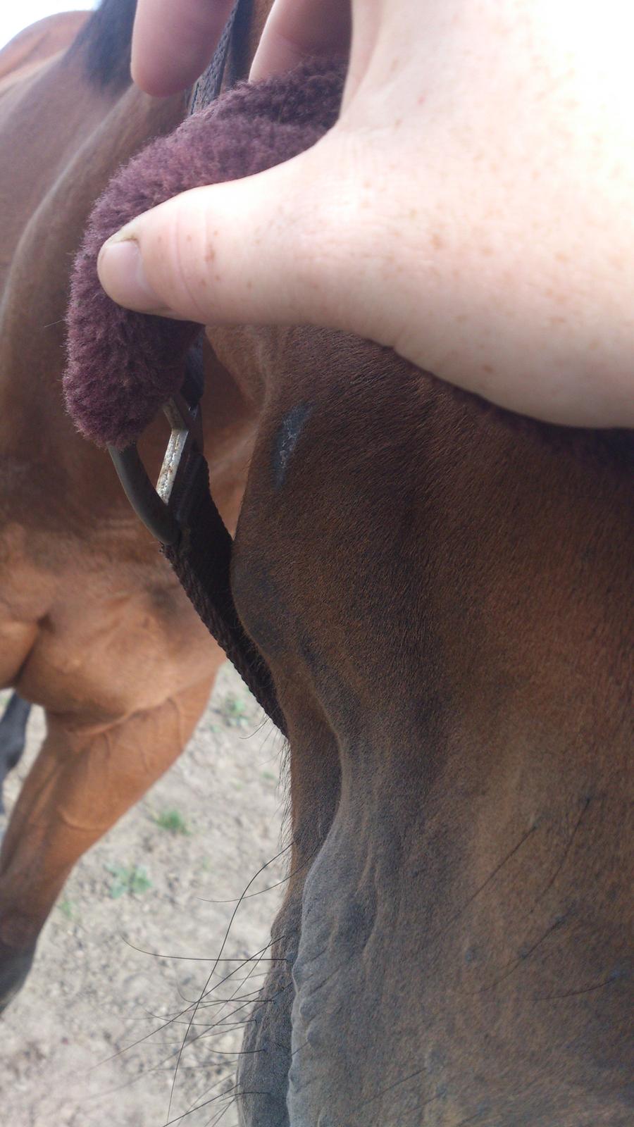 Fuldblod (XX) Mille Nyholm R.I.P - Byld - efter 5 dages penicillin. billede 7