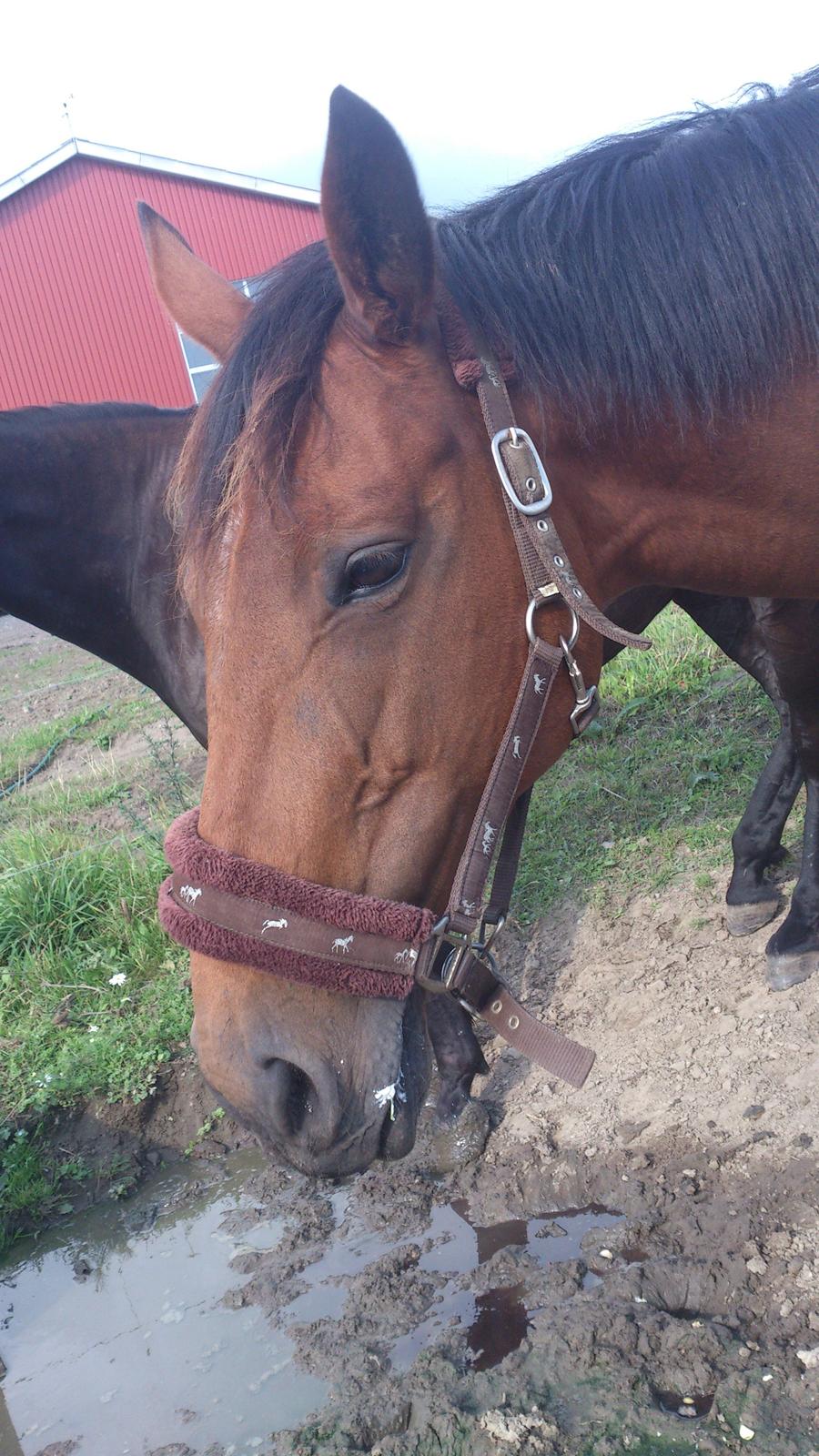 Fuldblod (XX) Mille Nyholm R.I.P - Lige fået en tube penicillin.  billede 6