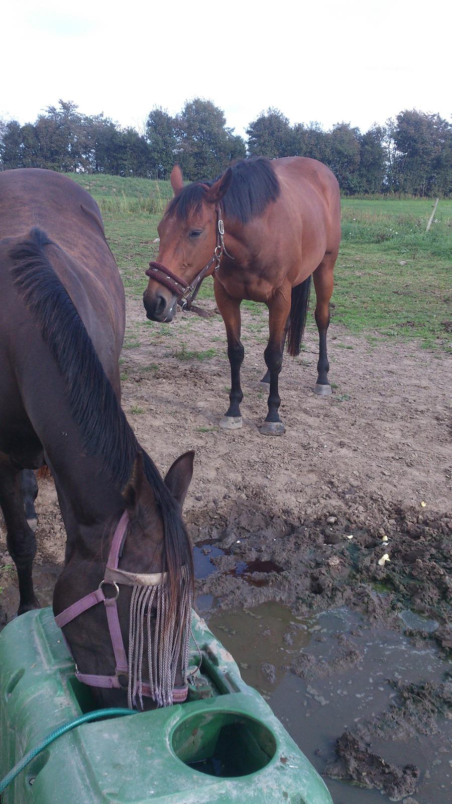 Fuldblod (XX) Mille Nyholm R.I.P billede 8