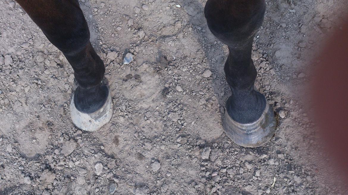 Fuldblod (XX) Mille Nyholm R.I.P - Mille's hove efter 2 gang ved smed :) Det bliver bedre.  billede 11