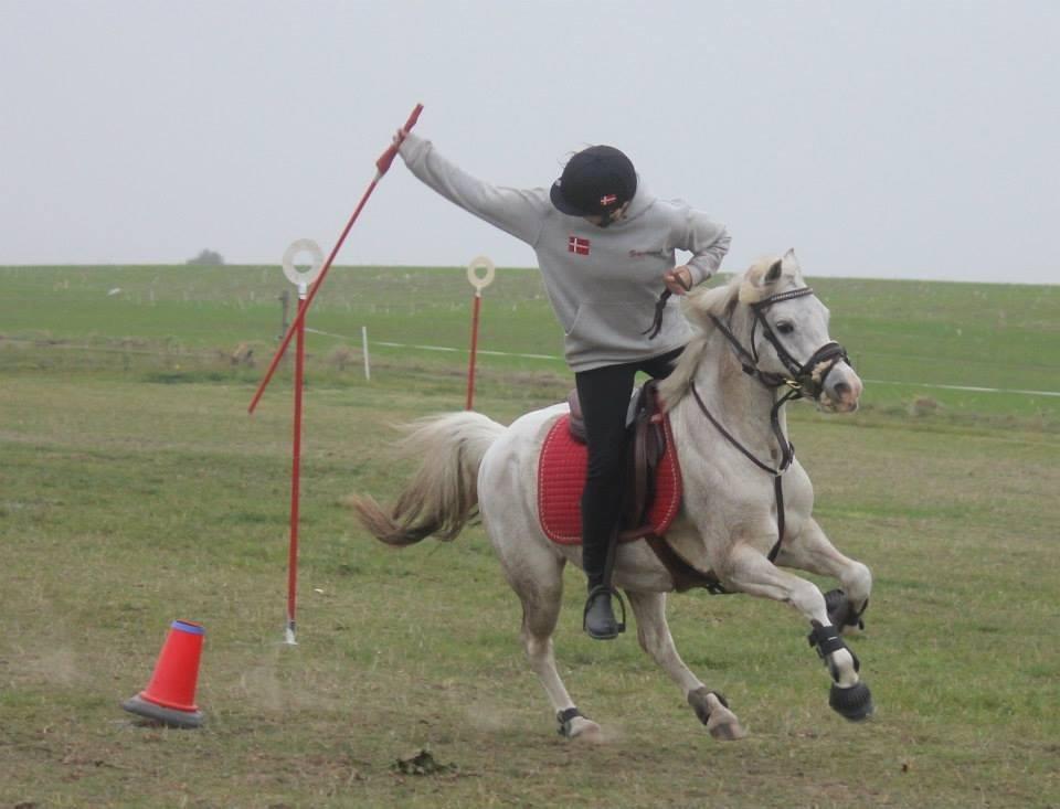 Welsh Pony (sec B) SKOVBJERGS BLAI - leo cup 2013 billede 5