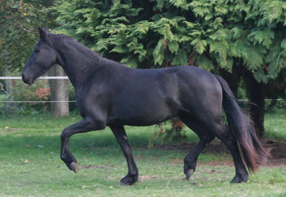Frieser Jackie af Birkely - 	Hest du er virkelig en skabning i særklasse. Du flyver uden vinger, og erobrer uden sværd. D. 8.10.13 Fotograf: Krikken billede 6