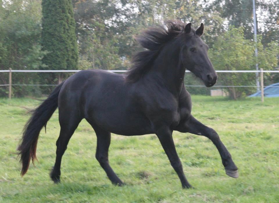Frieser Jackie af Birkely - En hest er en engel uden vinger.D. 8.10.13 Fotograf: Krikken billede 8